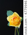Yellow rose black background 4779946