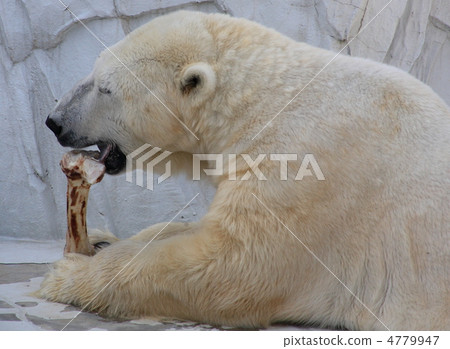 Shirokuma Shirokuma 4779947