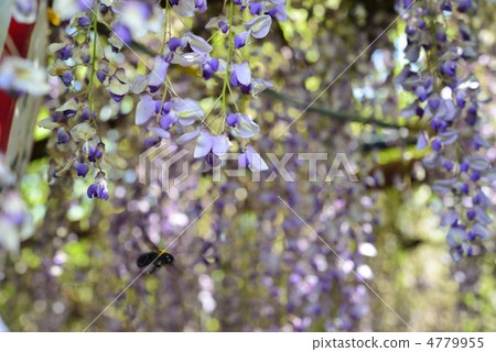 Wisteria and bear 4779955