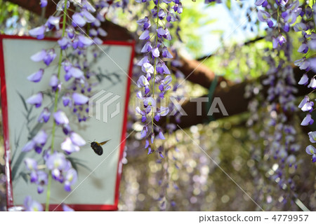 Wisteria and bear 4779957