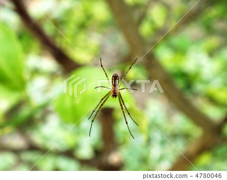 spider spider 4780046