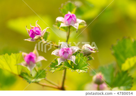 Wild strawberries Wild strawberries 4780054