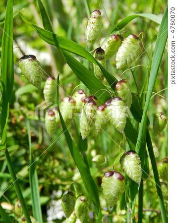 鞘翅目的穗狀花序 鞘翅目的穗狀花序 4780070