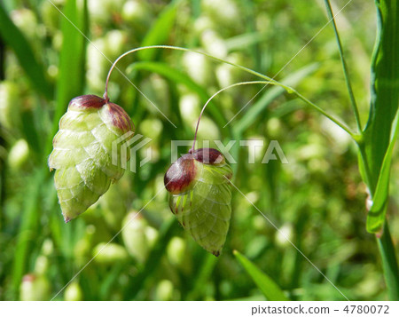 鞘翅目的穗狀花序 鞘翅目的穗狀花序 4780072