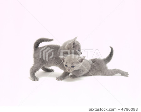 可以玩的兩隻小貓 可以玩的兩隻小貓 4780098