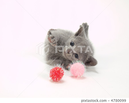 小貓玩玩具 4780099