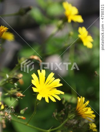 Kouzorina Kouzorina 4780321