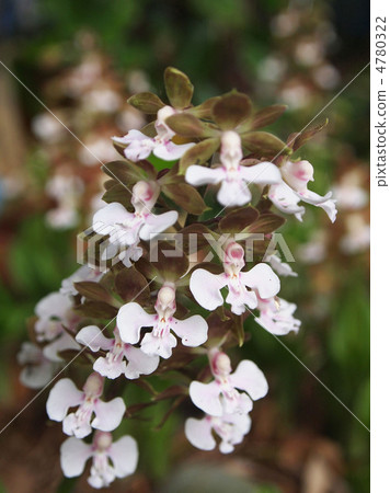 蝦脊蘭屬 4780322