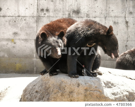 日本黑熊熊 4780366