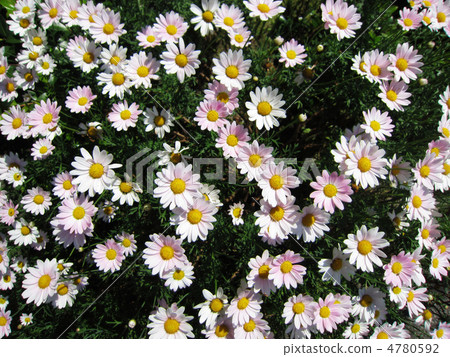 Princess Cosmos 4780592