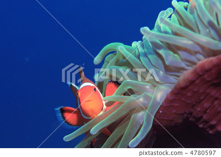 Clown anemonefish 4780597