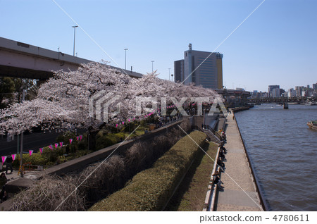 沿隅田公園河的櫻花 4780611