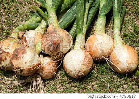 New onion 4780617