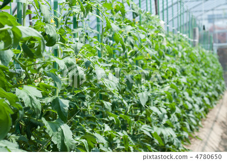 番茄栽培 番茄栽培 4780650