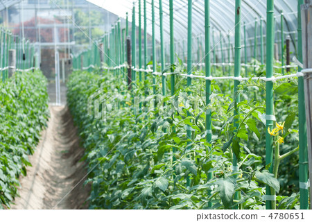 番茄栽培 4780651