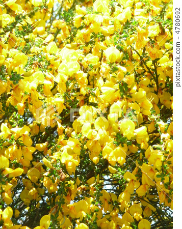 開花盛開的花 4780692