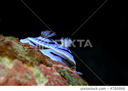 Misole Umizushi 4780866