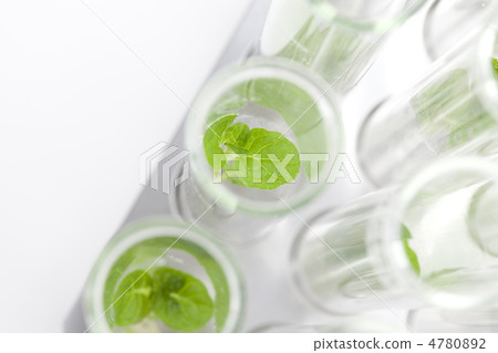 Plant growing in test tube 4780892