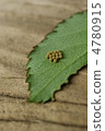 Bug's egg 4780915