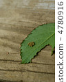 Bug's egg 4780916