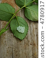 Egg of the rabbit bug 4780917