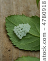 Egg of the rabbit bug 4780918