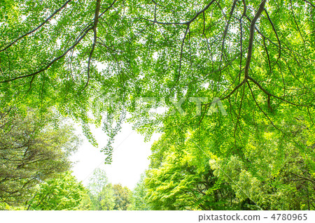 Fresh green Fresh green 4780965