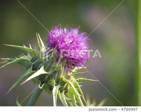 Korean thistle 4780997