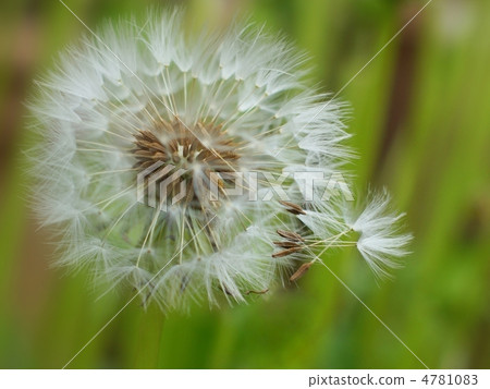 蒲公英的絨毛 蒲公英的絨毛 4781083