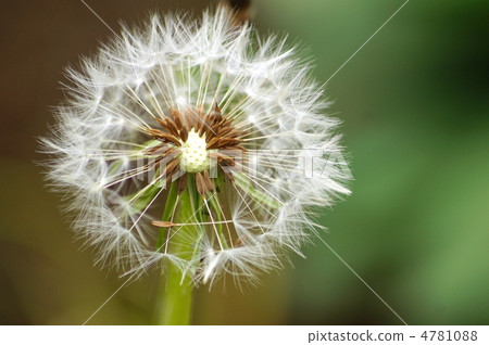 蒲公英的絨毛 4781088