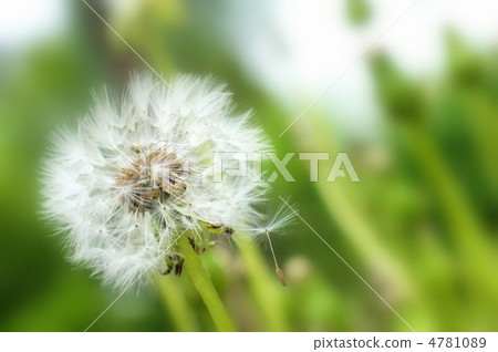 蒲公英的絨毛 4781089