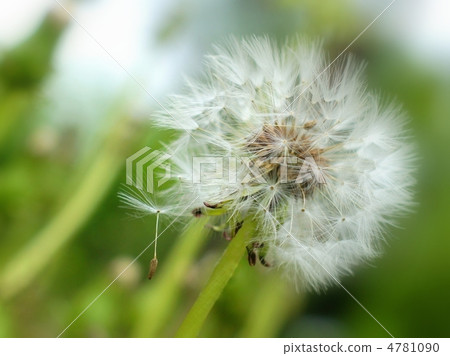 Dandelion's fluff 4781090