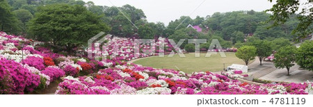 Nishiyama park azalea 4781119