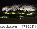 Nishiyama park night time cherry tree 4781154