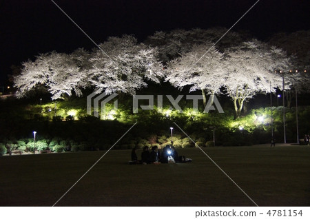 Nishiyama park night time cherry tree 4781154