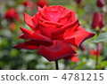 rose	 4781215