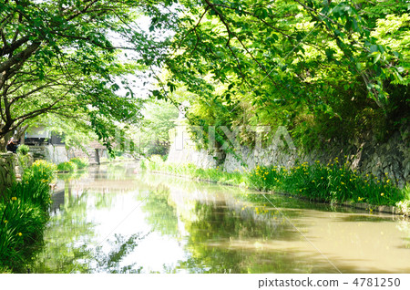Yellow water iris of Yawata moat 4781250