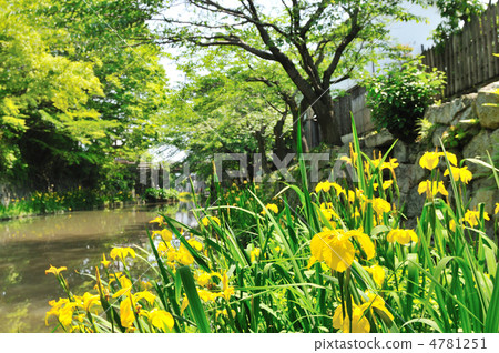 Yawata護城河黃色水虹膜 4781251