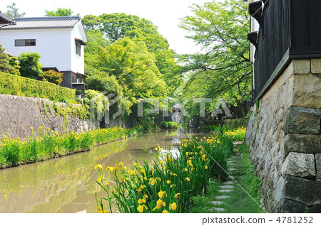 Yellow water iris of Yawata moat 4781252