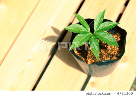 Urasima grass seedlings 4781300