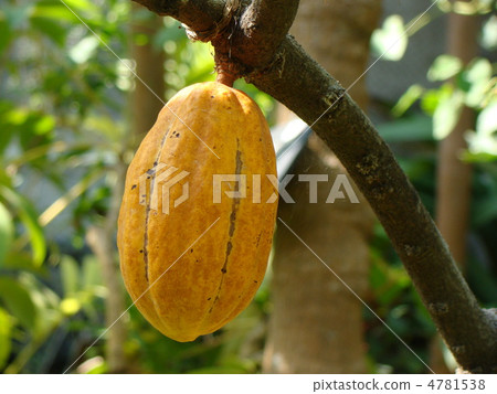 可可果 可可果 4781538