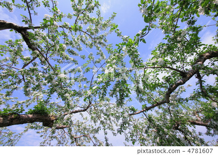 Apples flower branch for the first time 4781607