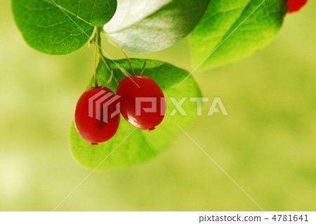 螞蚱的果子 螞蚱的果子 4781641