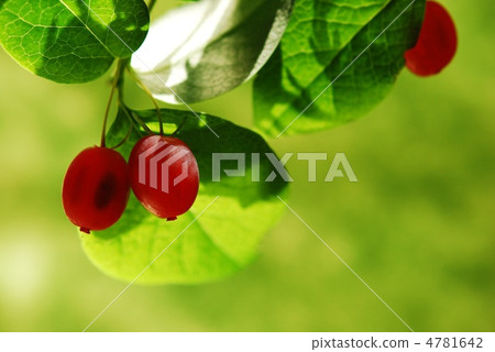 螞蚱的果子 4781642