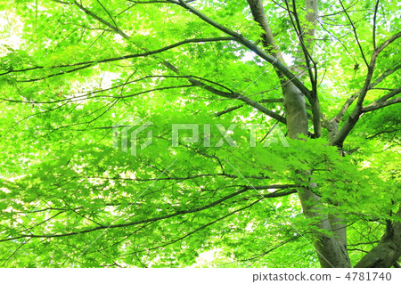 Fresh green maple Fresh green maple 4781740