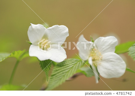 Strawberry flowers Strawberry flowers 4781742