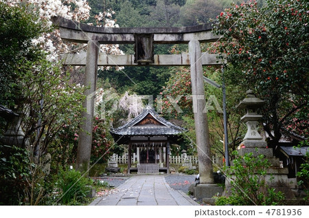 Shiraki蓮花和山茶花Ootake神社 4781936