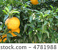 Sweet summer fruit and buds 4781988
