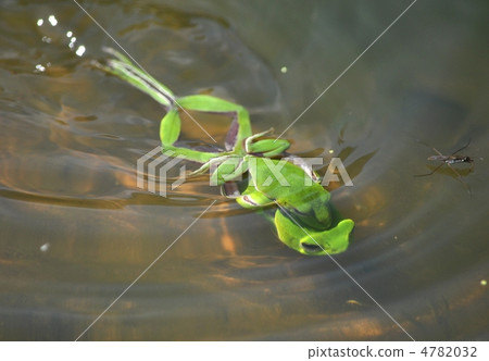 A couple of frogs 4782032