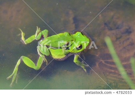 A couple of frogs A couple of frogs 4782033